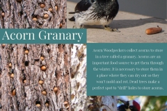 Acorn-Granary