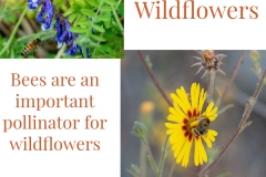 Bees-and-Wildflowers