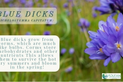 Blue-Dicks