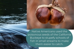 Buckeye-2