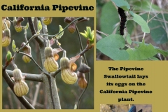California-Pipevine