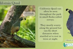 CaliforniaQuail