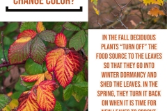 Color-Change