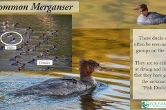 Common-Merganser