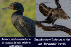 Double-Crested-Cormorant