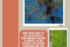 Drought-Tolerance-IG