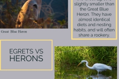 Egrets-vs-Herons