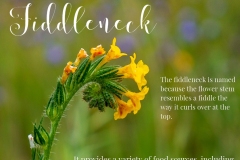 Fiddleneck