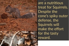 Grey-Pinecone-and-Squirrels