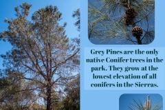 Grey-Pines