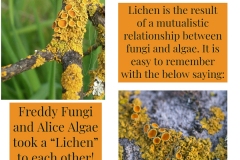 Lichen