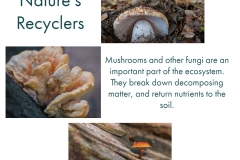 Mushrooms