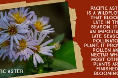 Pacific-Aster-FB-1
