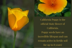Poppy