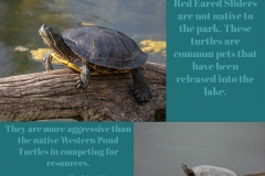 Red-Eared-Slider