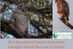 Red-Shouldered-Hawk