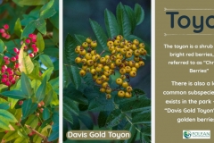 Toyon-2