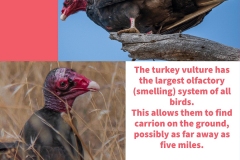 Turkey-Vultures