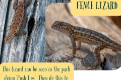 Western-Fence-Lizard