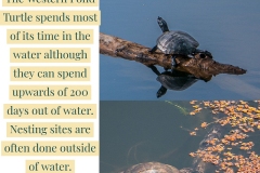 Western-Pond-Turtle