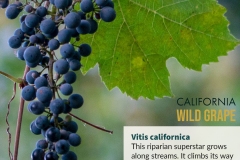 Wild-Grape