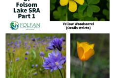 WildflowerColor