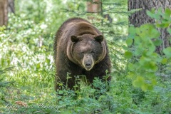 Black Bear (Ursus americanus)