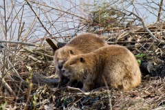 American Beaver (Castor canadensis)