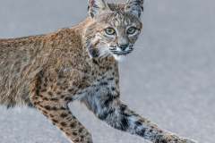 Bobcat (Lynx rufus) -