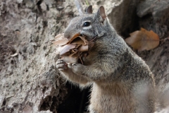 California Ground Squirrel  (Otospermophilus beecheyi)