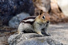 Golden-mantled Ground Squirrel  (Callospermophilus lateralis)