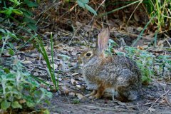 Cottontail Rabbit 