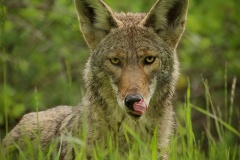 Coyote  (Canis latrans)