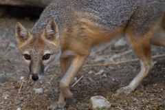 Gray Fox  (Urocyon cinereoargenteus)