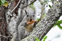 Western Grey Squirrel (Sciurus griseus)