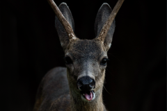 Mule Deer (Odocoileus hemionus)