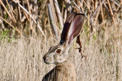 Blacktail Jackrabbit (Lepus californicus). 