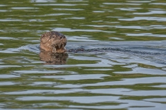 River Otter (Lontra canadensis). 