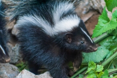 Striped Skunk (Mephitis mephitis).  