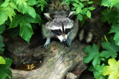 Racoon  (Procyon lotor)