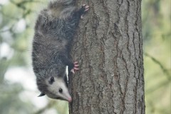 Virginia Opossum (Didelphis virginiana).  