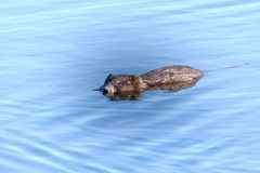 muskrat-by-Gene-McKiinnon