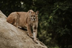 Cougar  (Felis concolor)