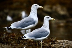 California Gull (Larus californicus) - 