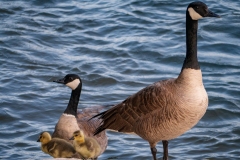Canada Goose (Branta canadensis) 