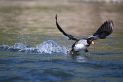 Common Goldeneye (Bucephala clangula) 