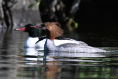 Common Merganser (Mergus merganser) 