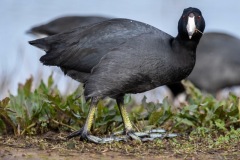 American Coot (Fulica americana) 