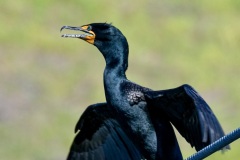 Double-crested Cormorant (Nannopterum auritum)