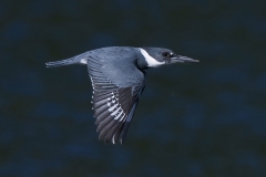 Belted Kingfisher (Megaceryle Alcyon) 